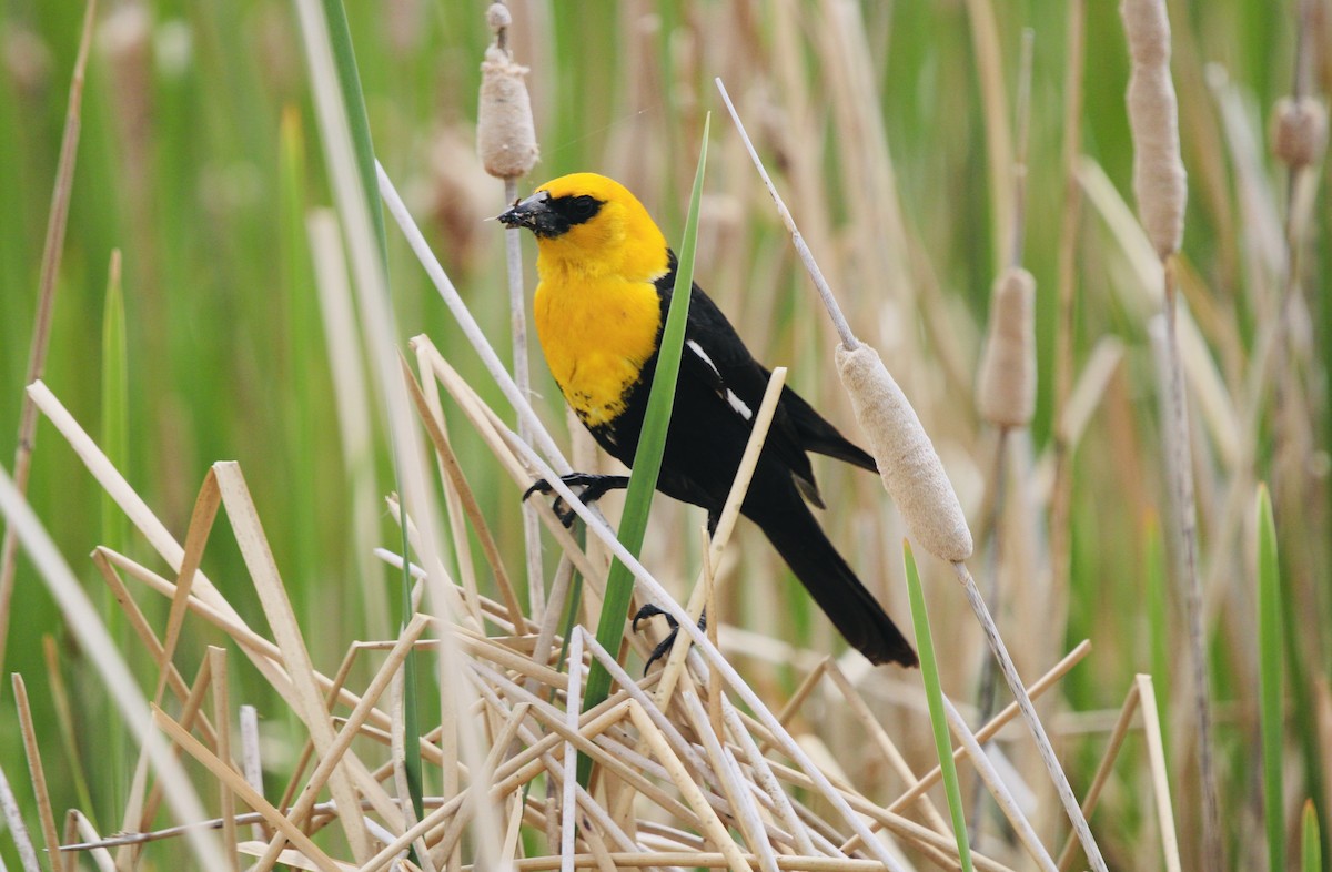 Yellow-headed Blackbird - Nathan Moses