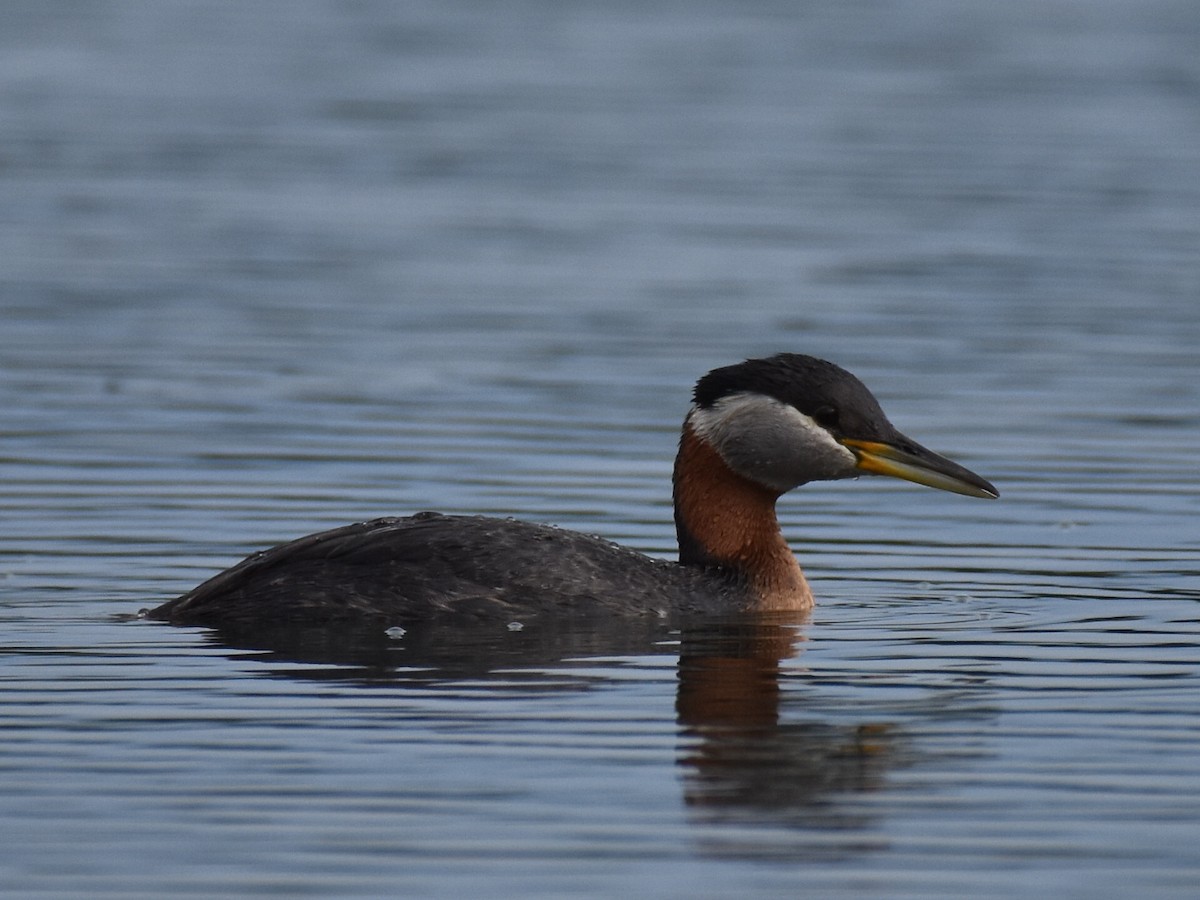 Red-necked Grebe - ML590664311
