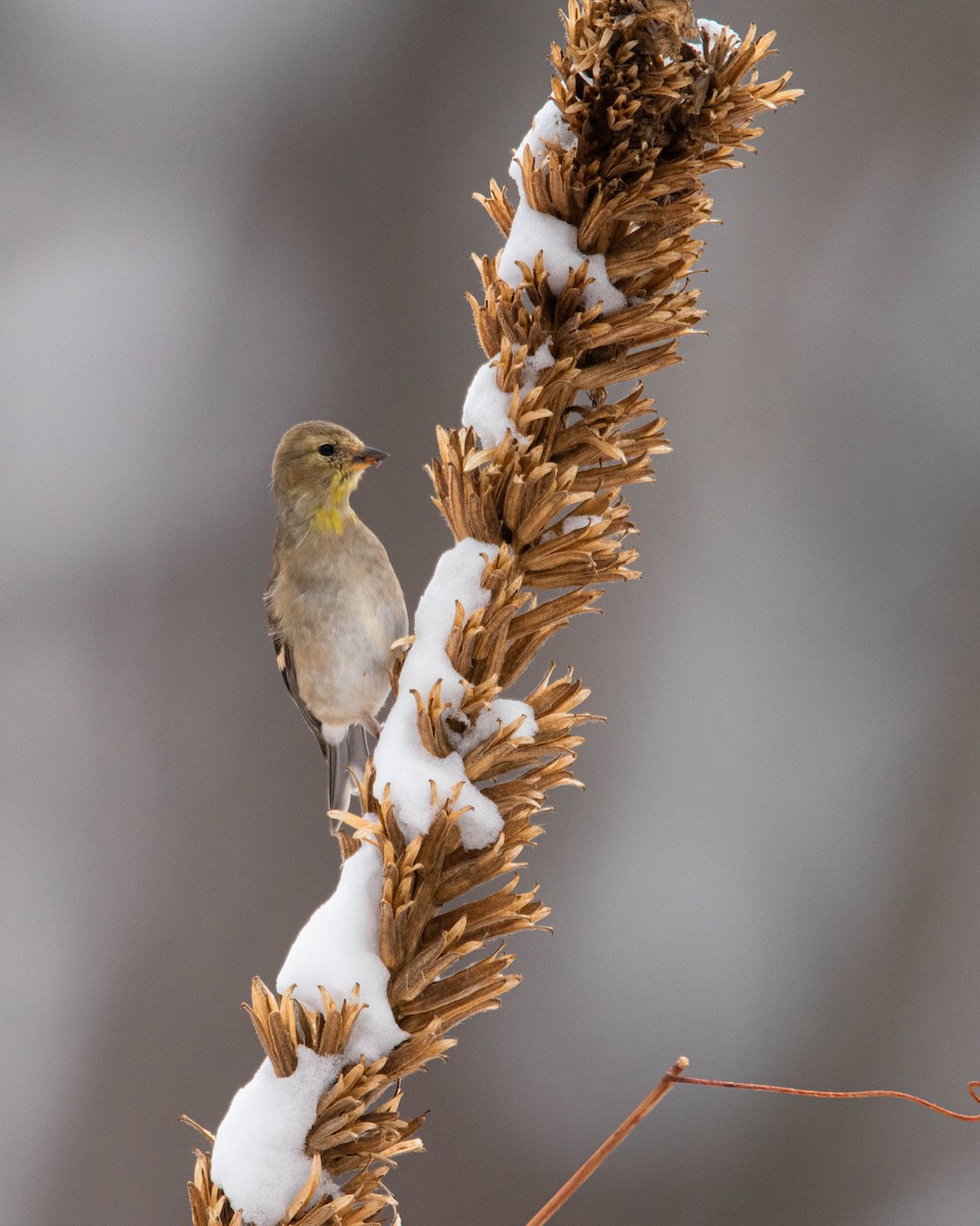 American Goldfinch - Carrie Thom