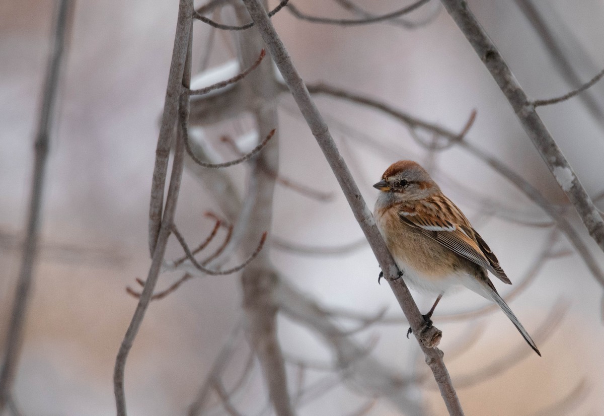 American Tree Sparrow - Carrie Thom