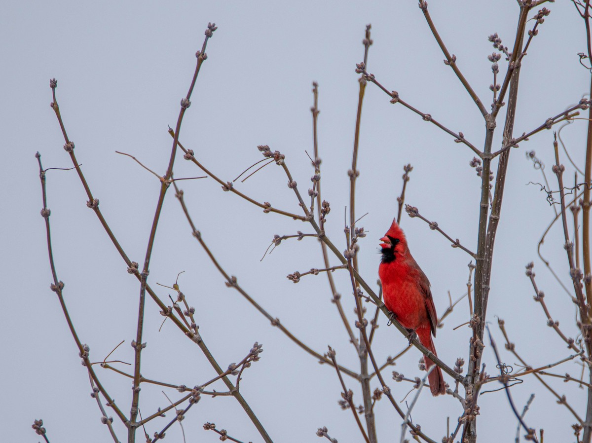 Cardinal rouge - ML590665061