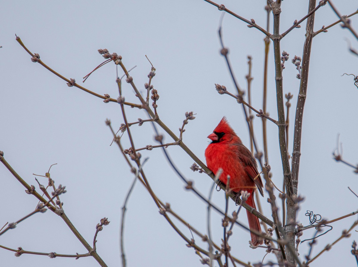 Northern Cardinal - Carrie Thom