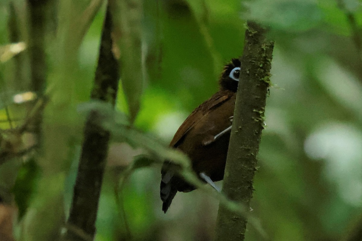 Hairy-crested Antbird - ML590665461
