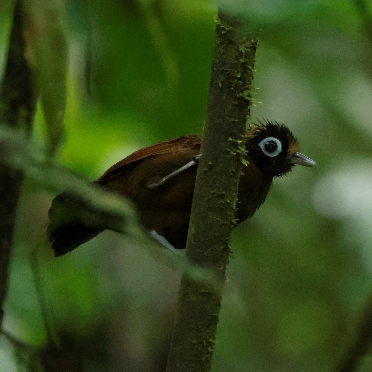Hairy-crested Antbird - ML590665471
