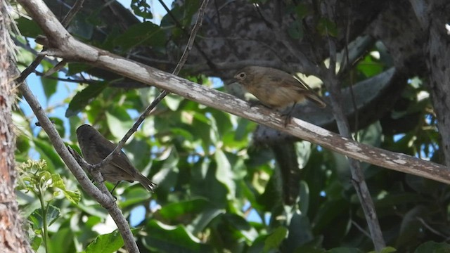 Gray Warbler-Finch - ML590665981