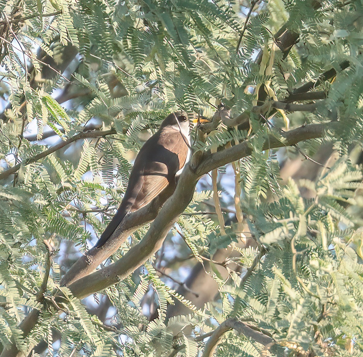 Yellow-billed Cuckoo - ML590667321