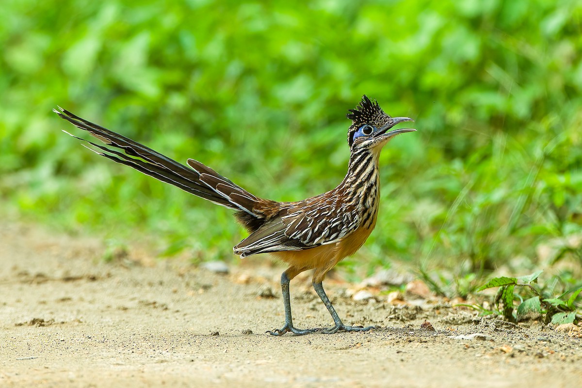 Lesser Roadrunner - ML590667561