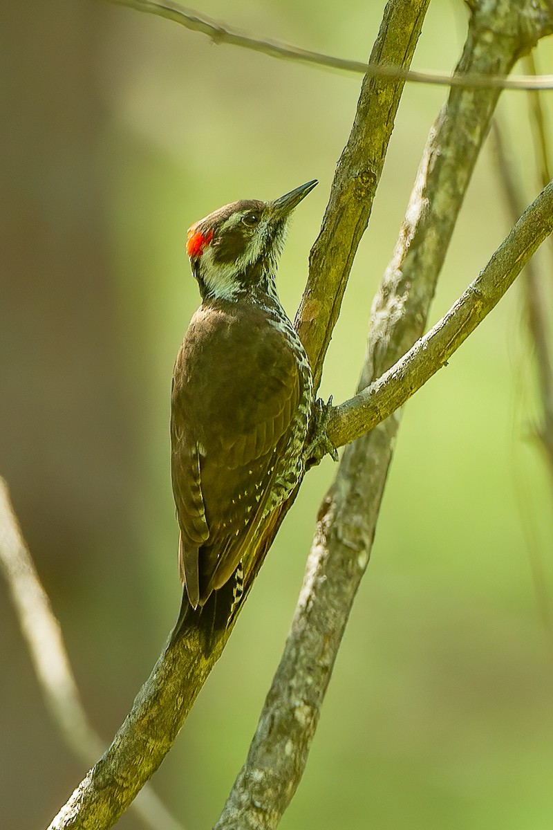 Arizona Woodpecker - Francesco Veronesi