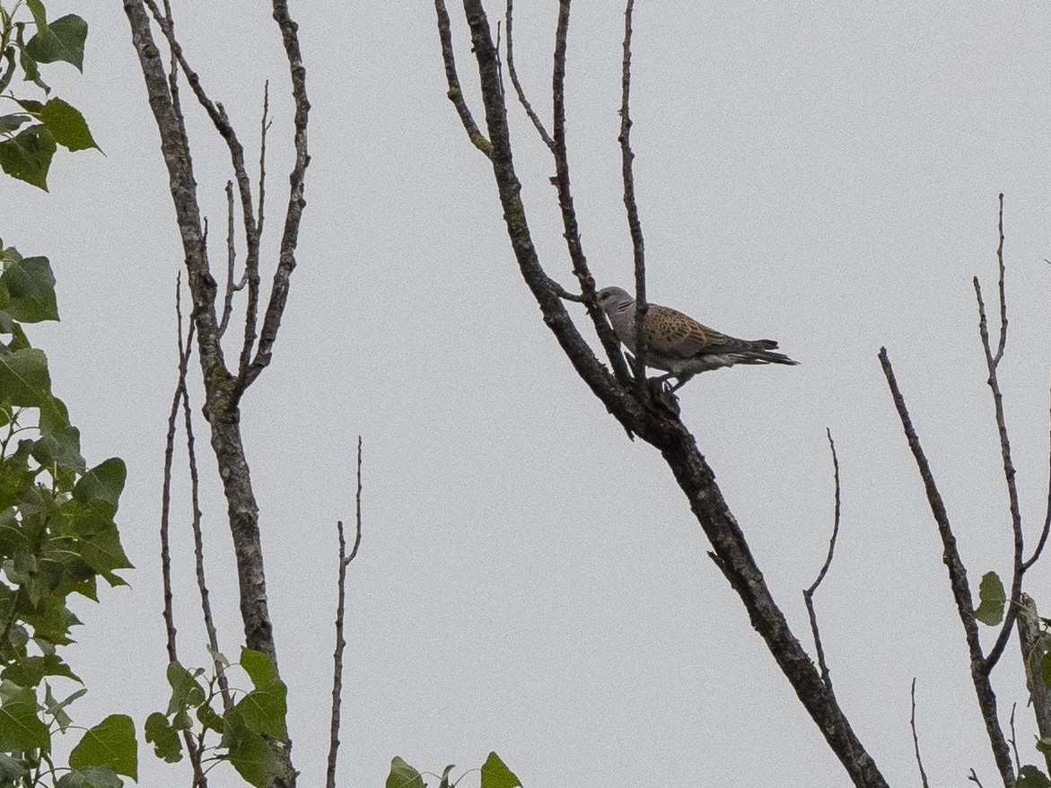 European Turtle-Dove - ML590668331