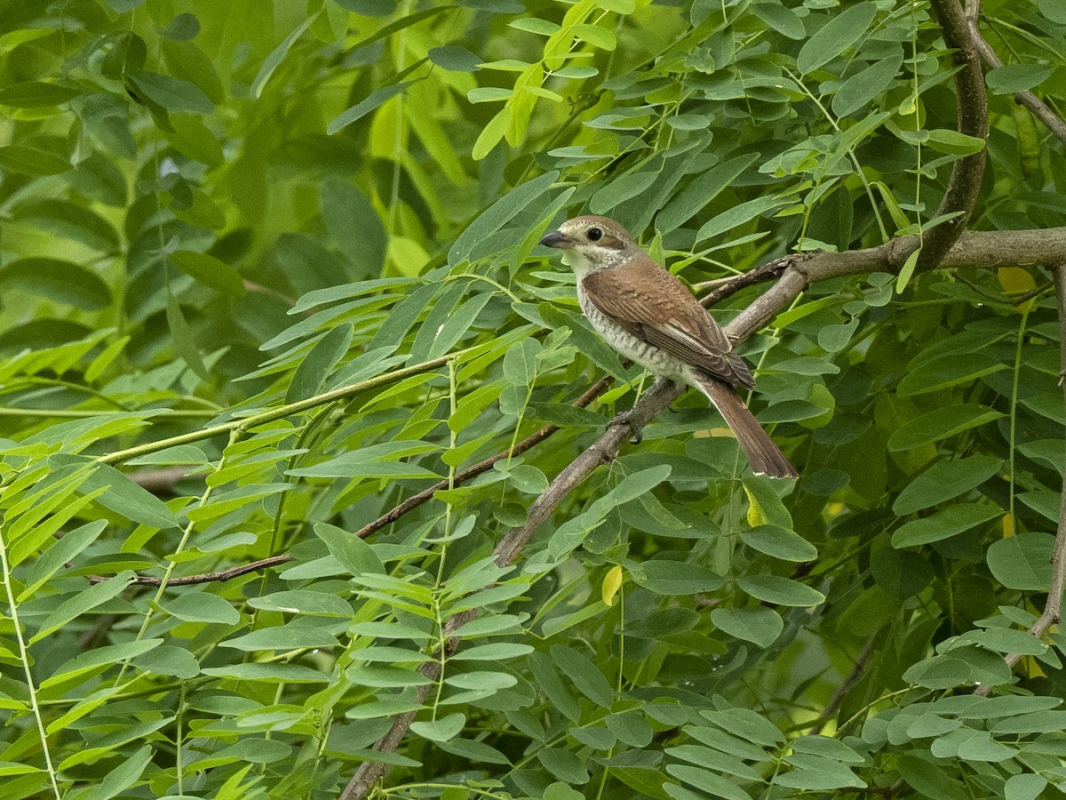 Red-backed Shrike - ML590668501