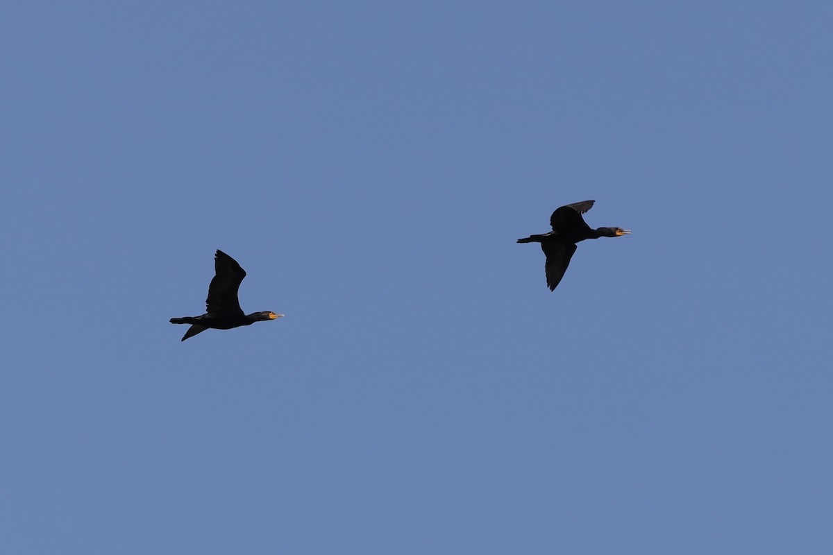 Double-crested Cormorant - ML590669161