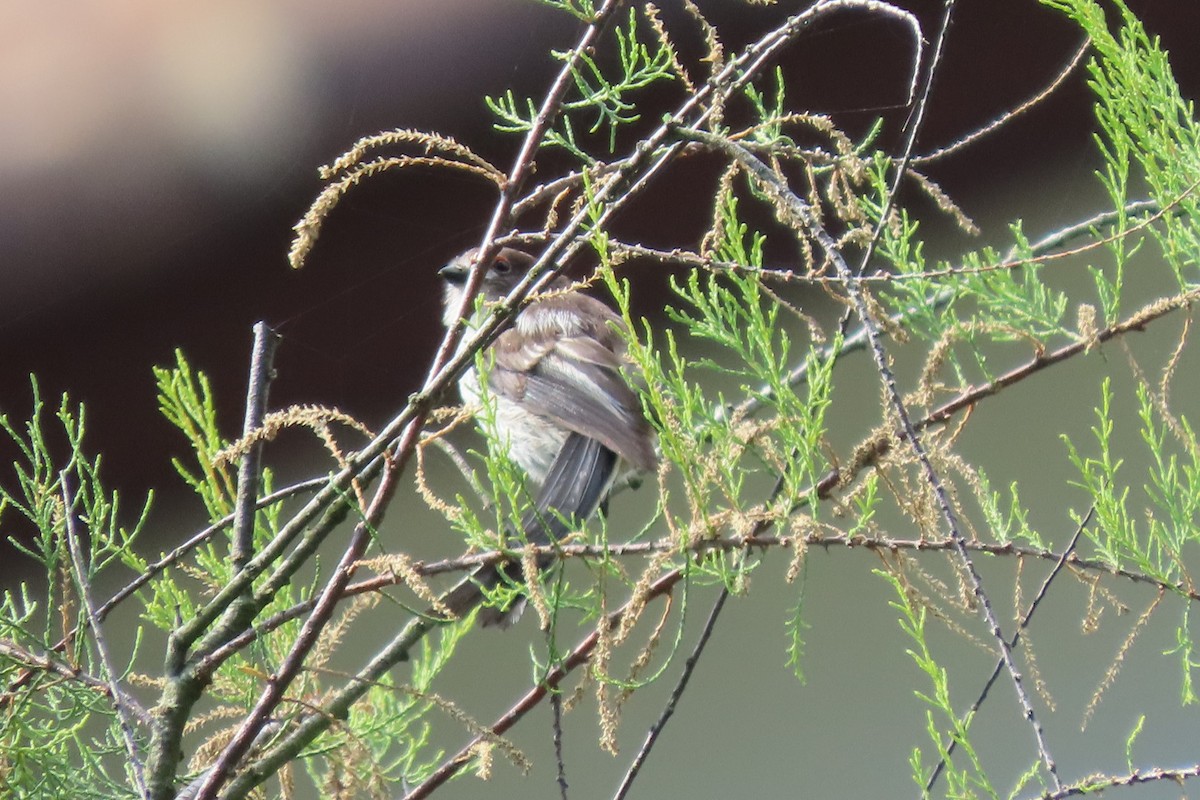 Long-tailed Tit - Rosa Benito Madariaga