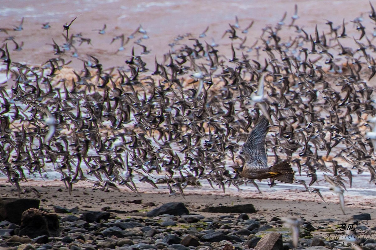 Peregrine Falcon - ML59067061