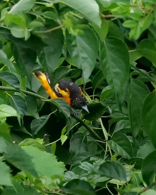 Baltimore Oriole - ML590671561