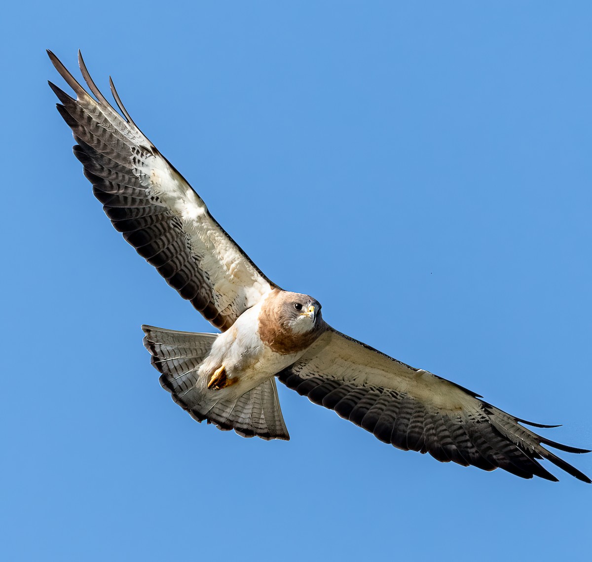 Swainson's Hawk - ML590673291