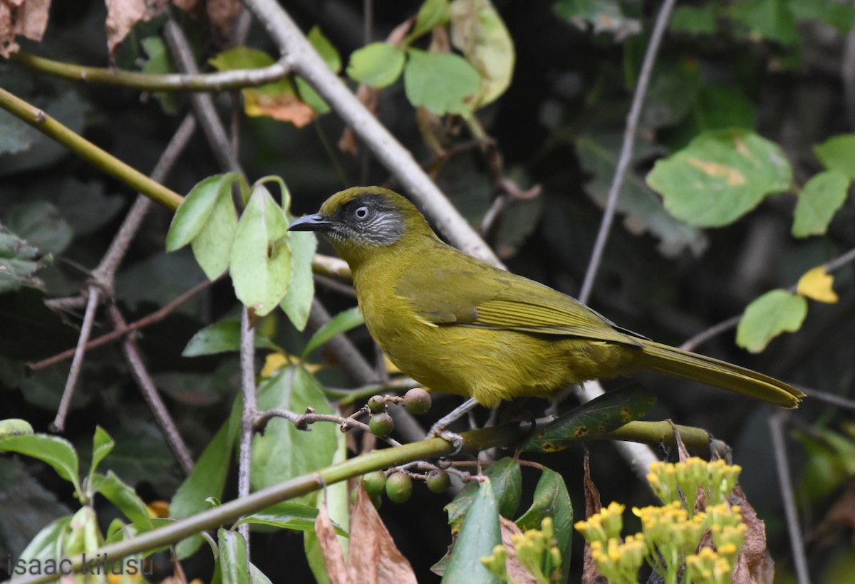 Bulbul del Mulanje (striifacies) - ML590673361