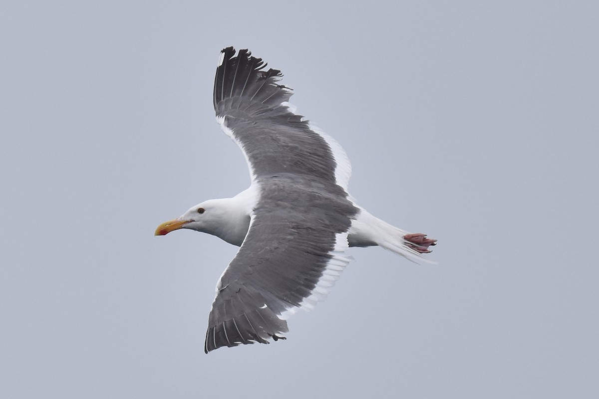 Western Gull - ML590674571