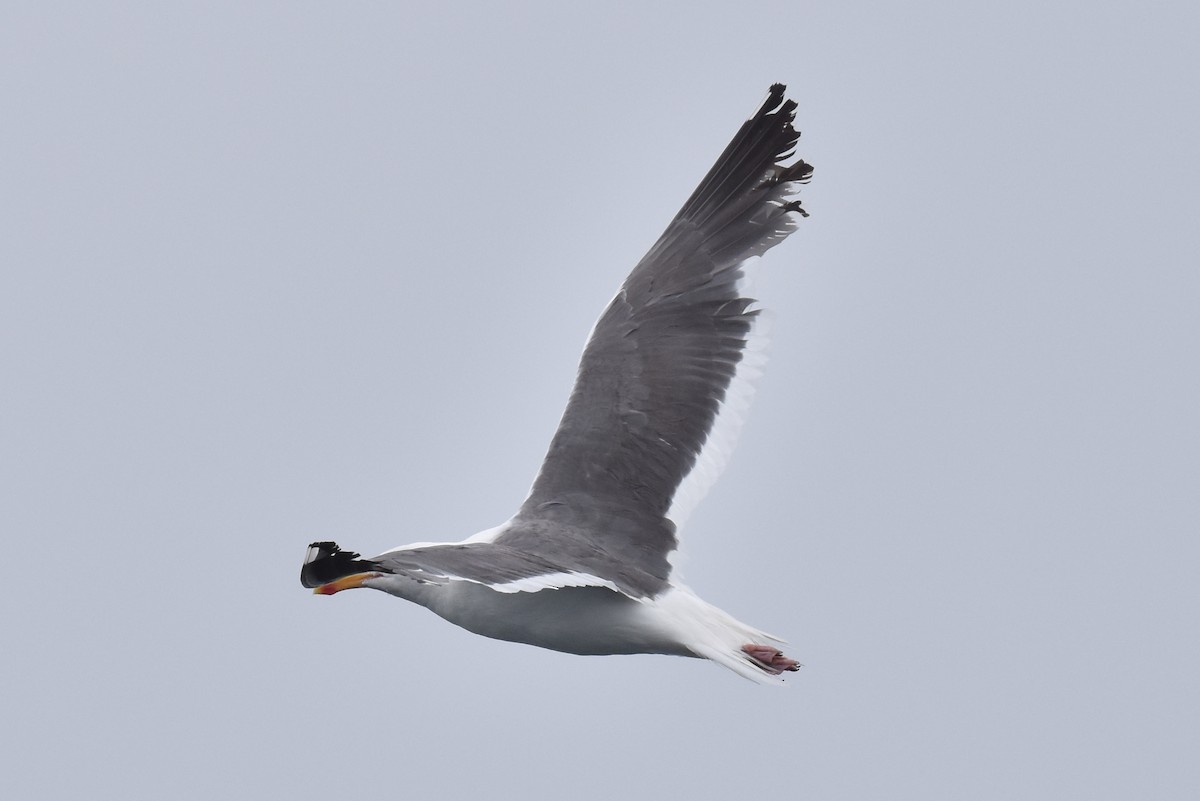 Western Gull - ML590674581