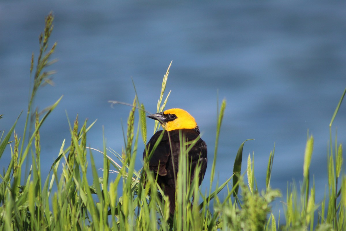 Yellow-headed Blackbird - ML590675691