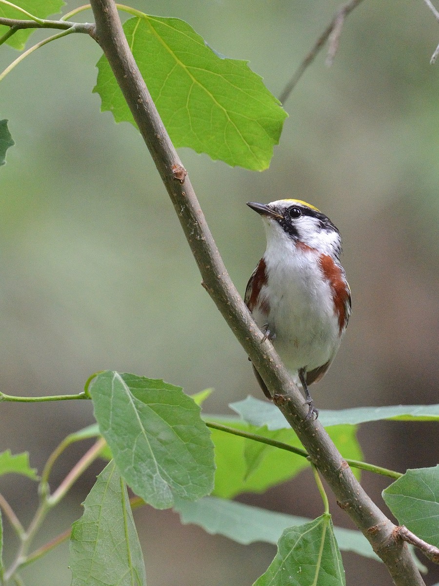 Chestnut-sided Warbler - Scott Olshanoski