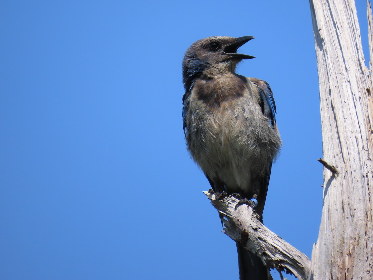 Florida Scrub-Jay - ML590676791