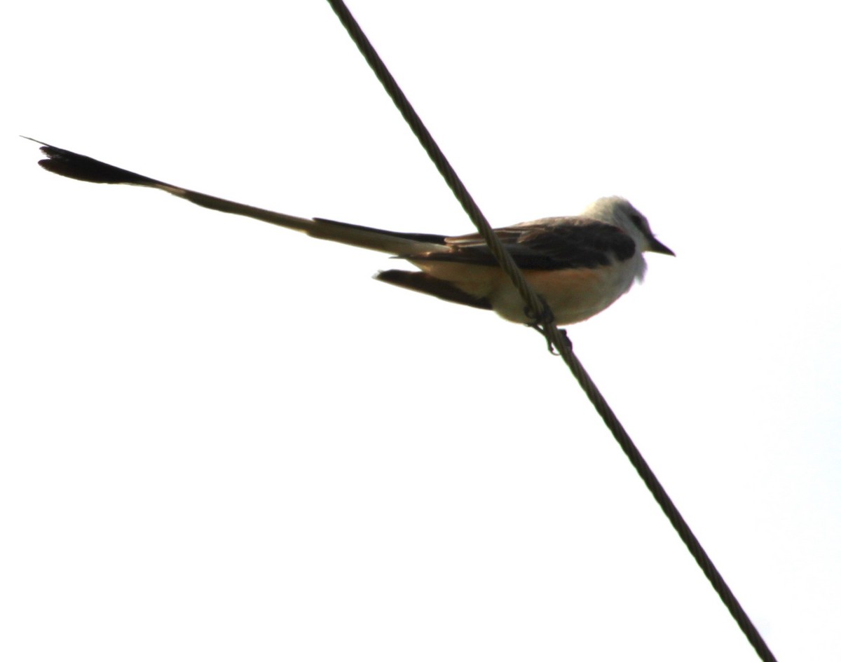 Scissor-tailed Flycatcher - ML590677121