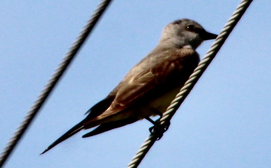 Western Kingbird - ML590677131