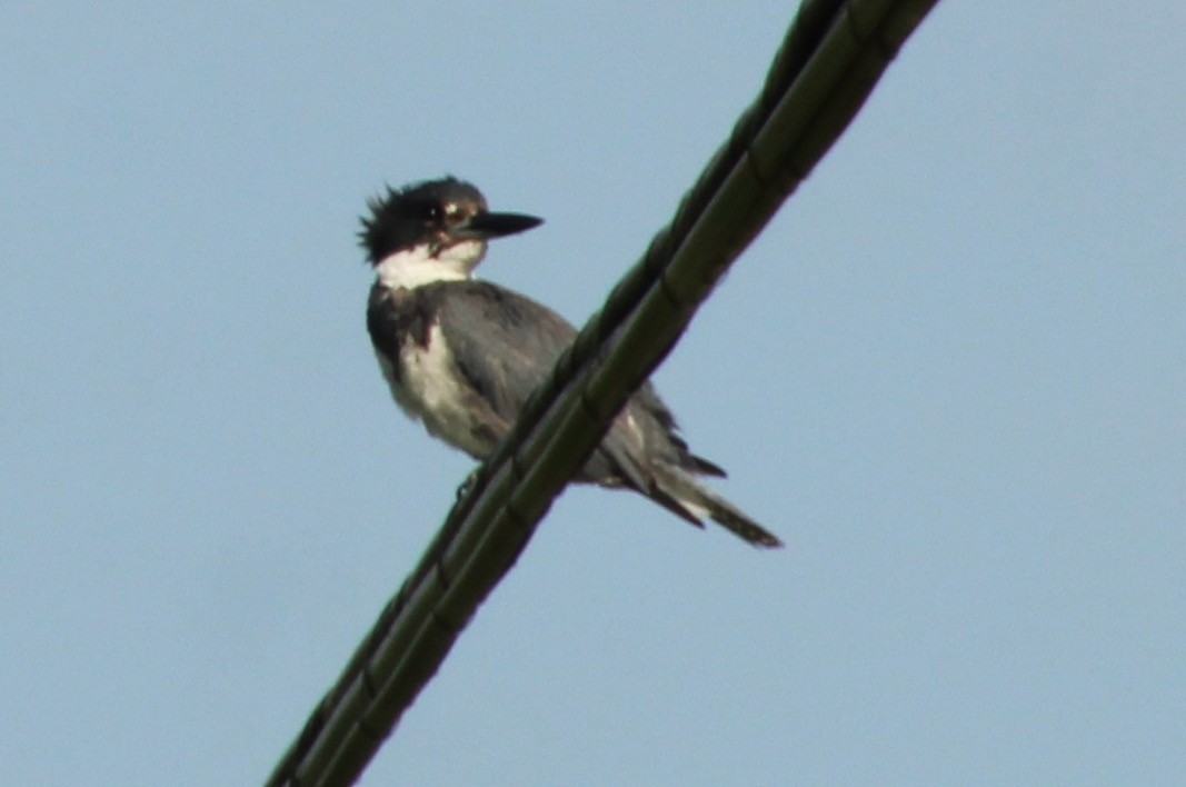 Belted Kingfisher - ML590677161