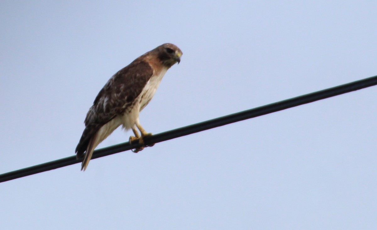 Red-tailed Hawk - ML590677181