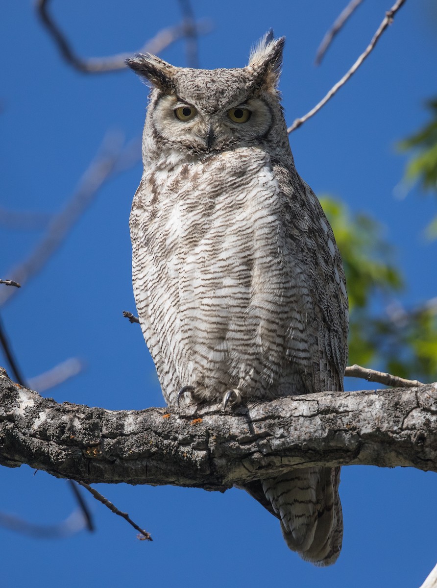 Great Horned Owl - ML59067741