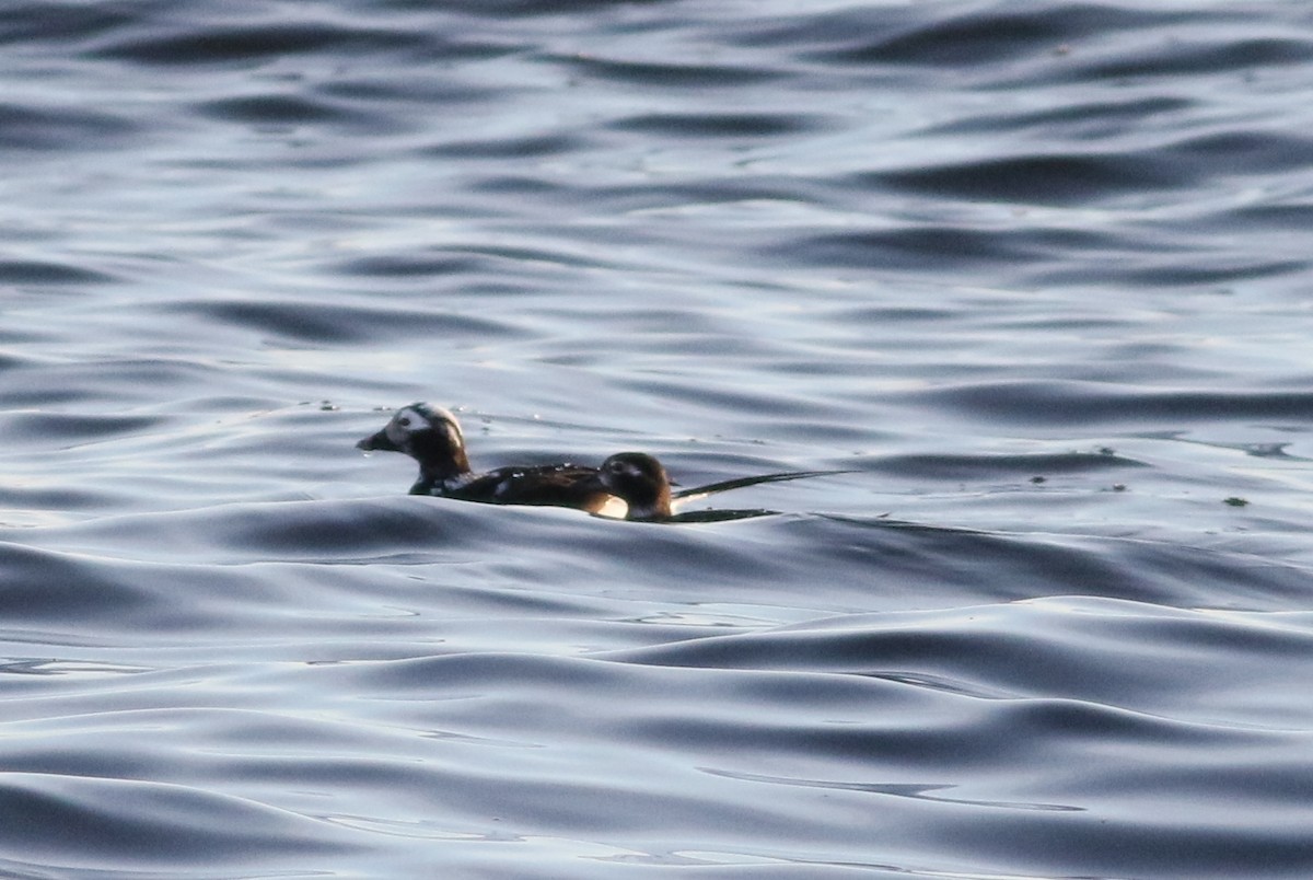 Long-tailed Duck - ML590677951