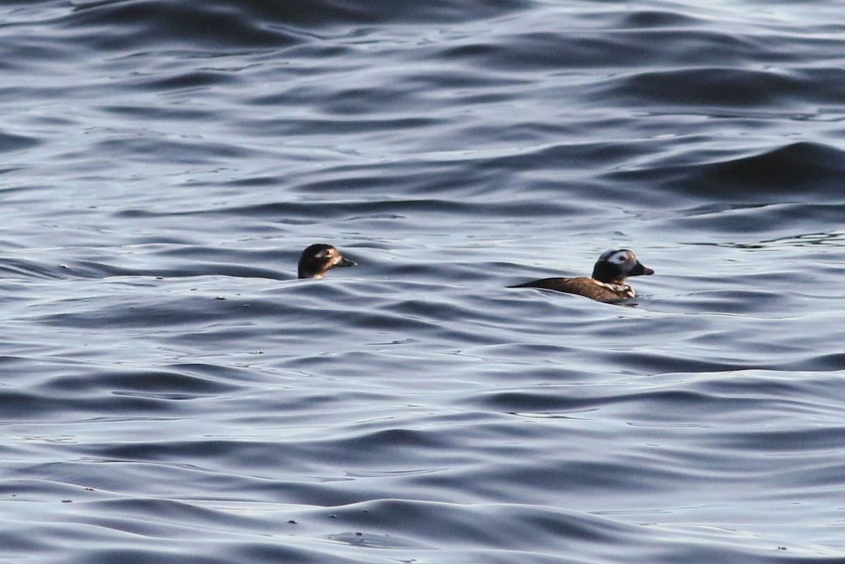 Long-tailed Duck - Daniel Melchert