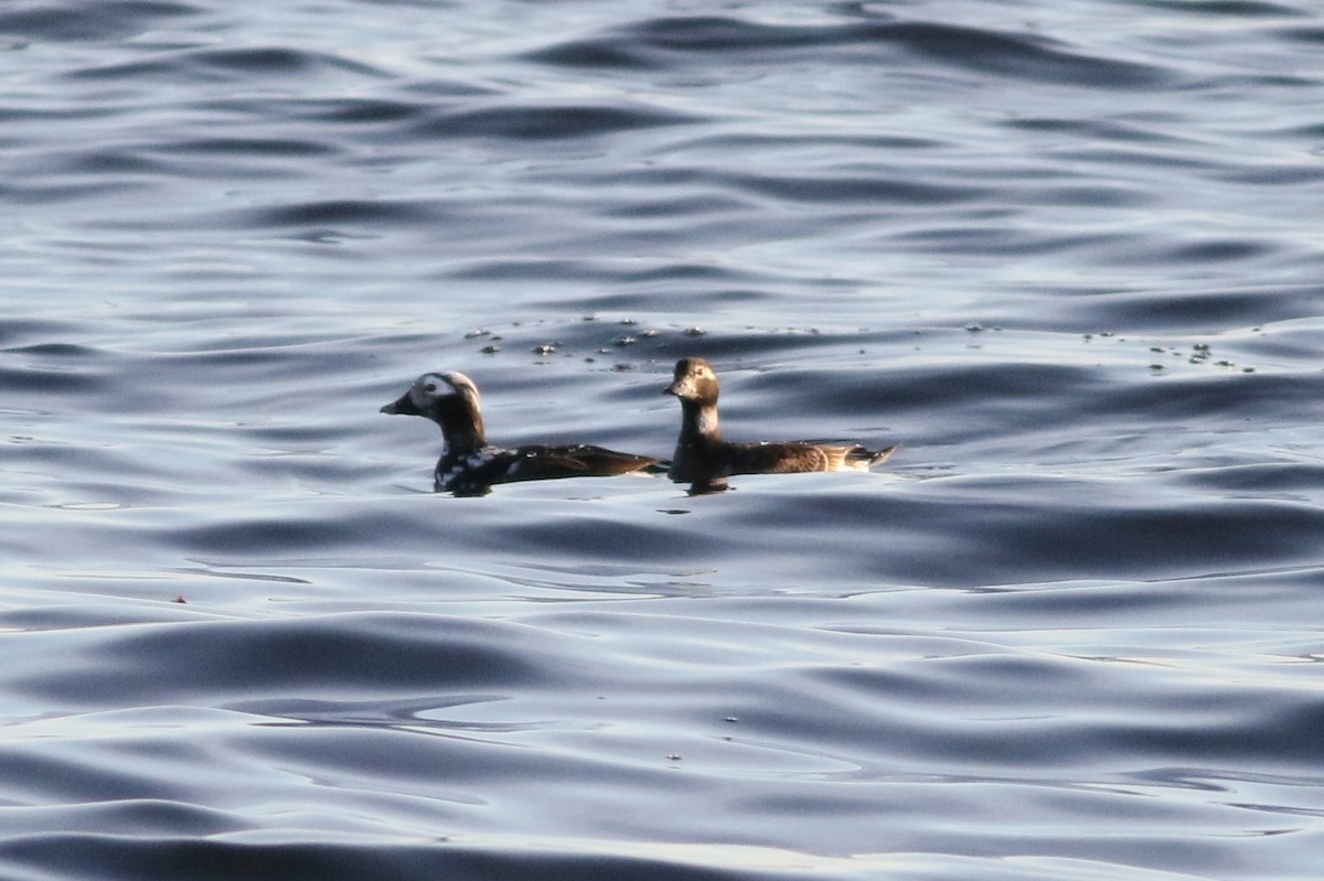 Long-tailed Duck - ML590677971