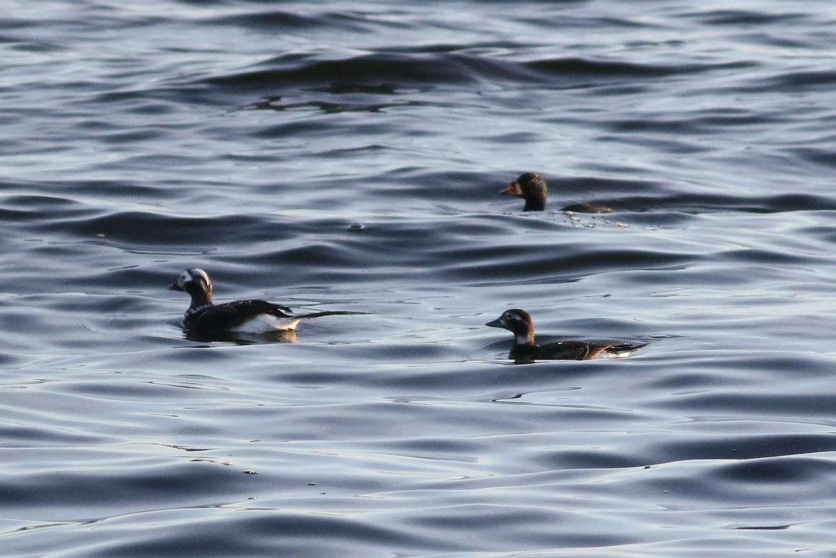 Long-tailed Duck - ML590677981