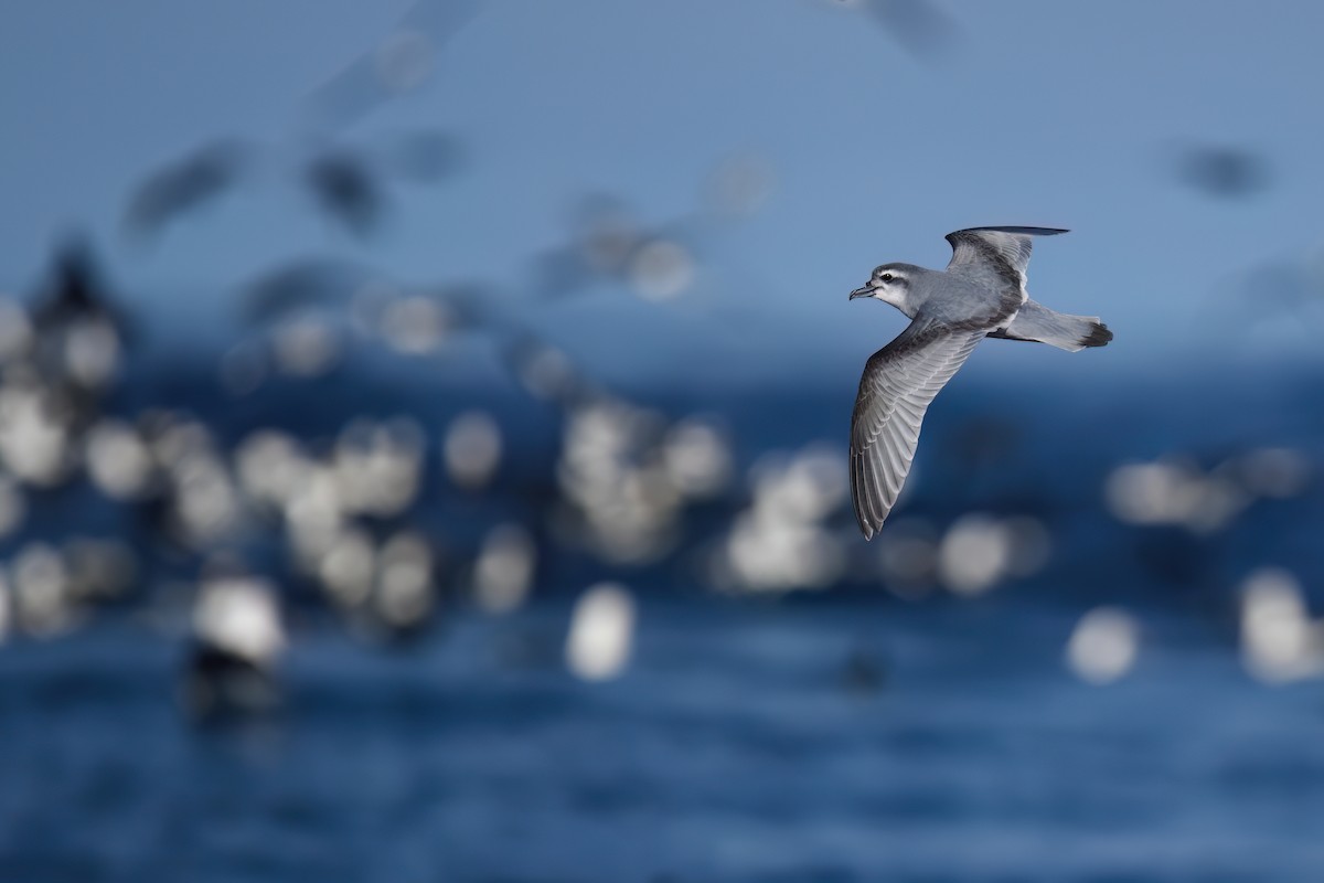 Antarctic Prion - ML590678241