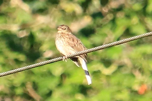 Junco ardoisé - ML590678351