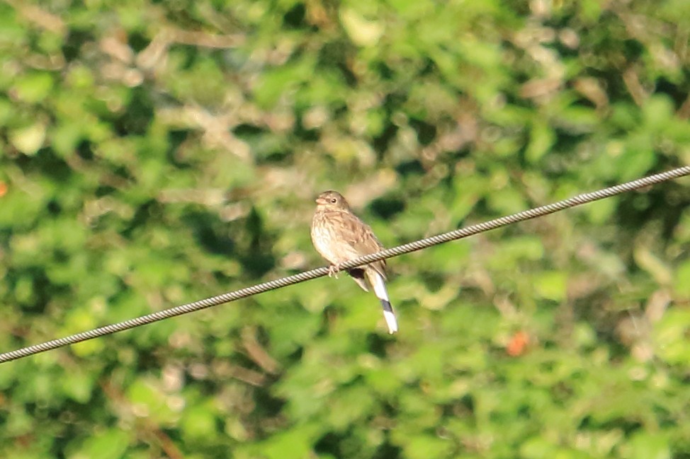 Dark-eyed Junco - ML590678361