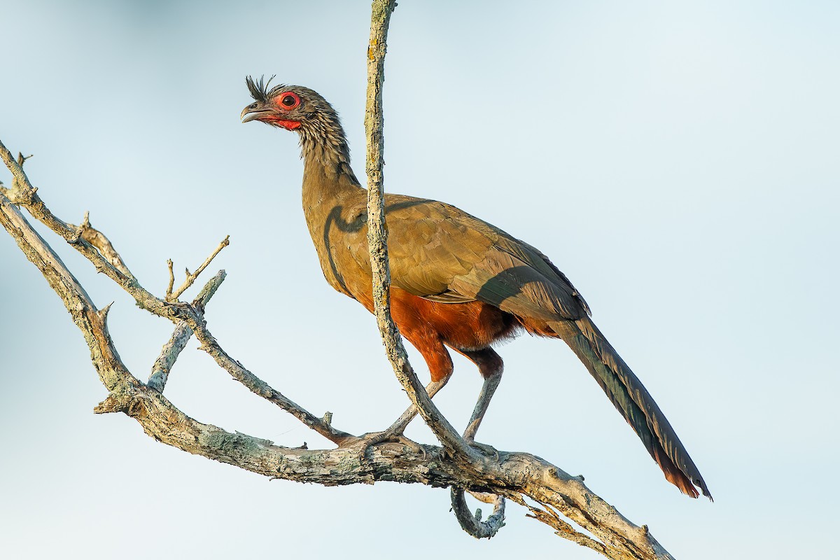 Rufous-bellied Chachalaca - ML590679561