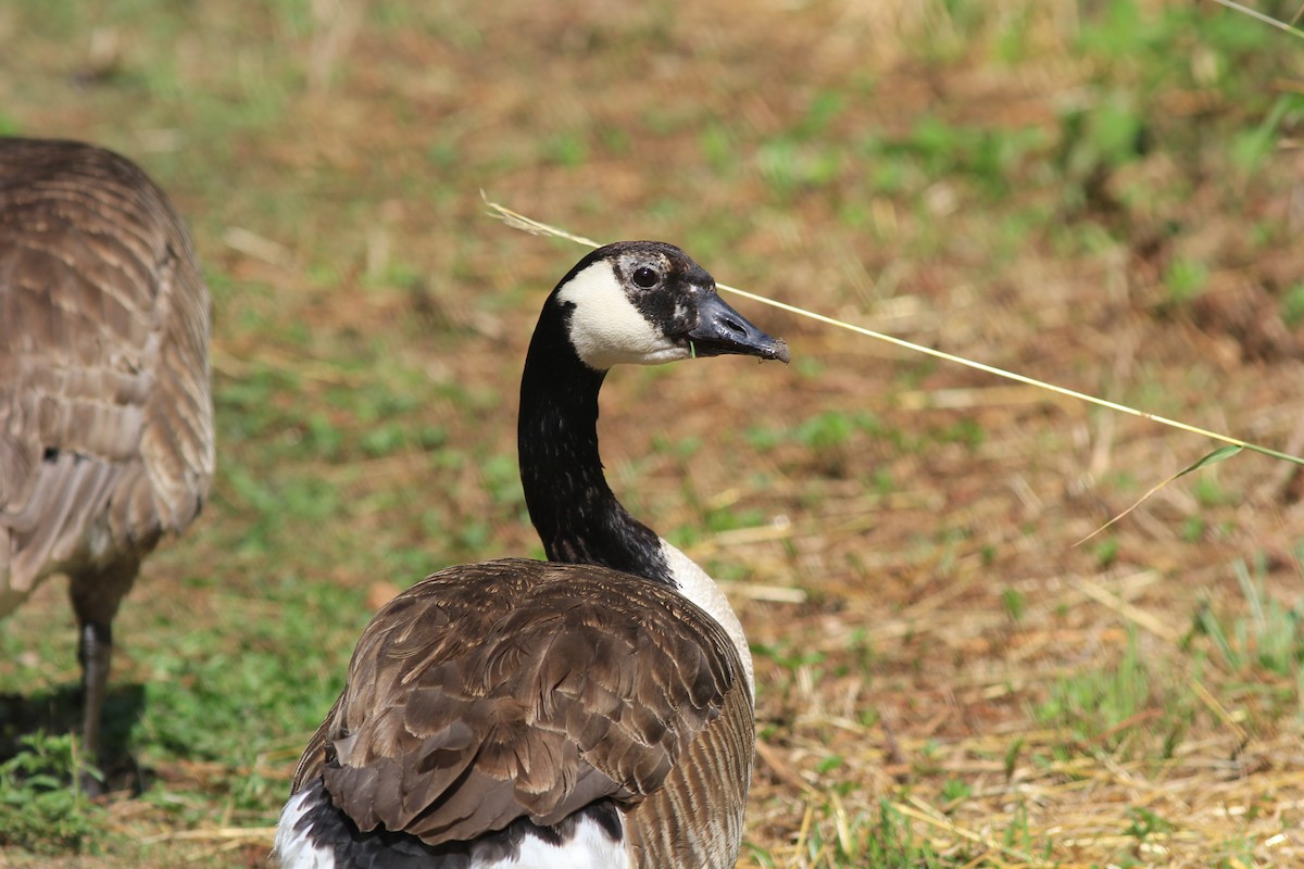 Canada Goose - ML590680561