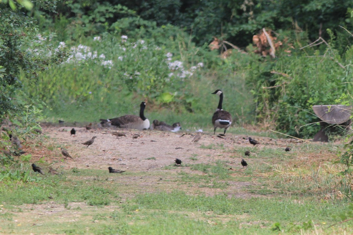 Canada Goose - ML590681101