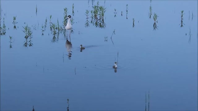 Black-necked Stilt - ML590681311