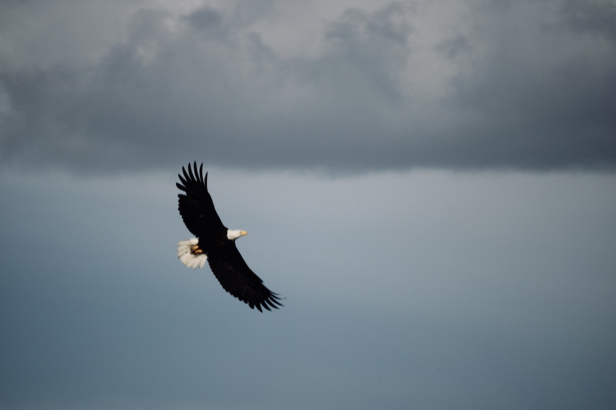 Bald Eagle - Nathan Moses