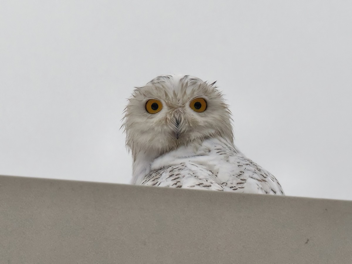 Snowy Owl - ML590683231