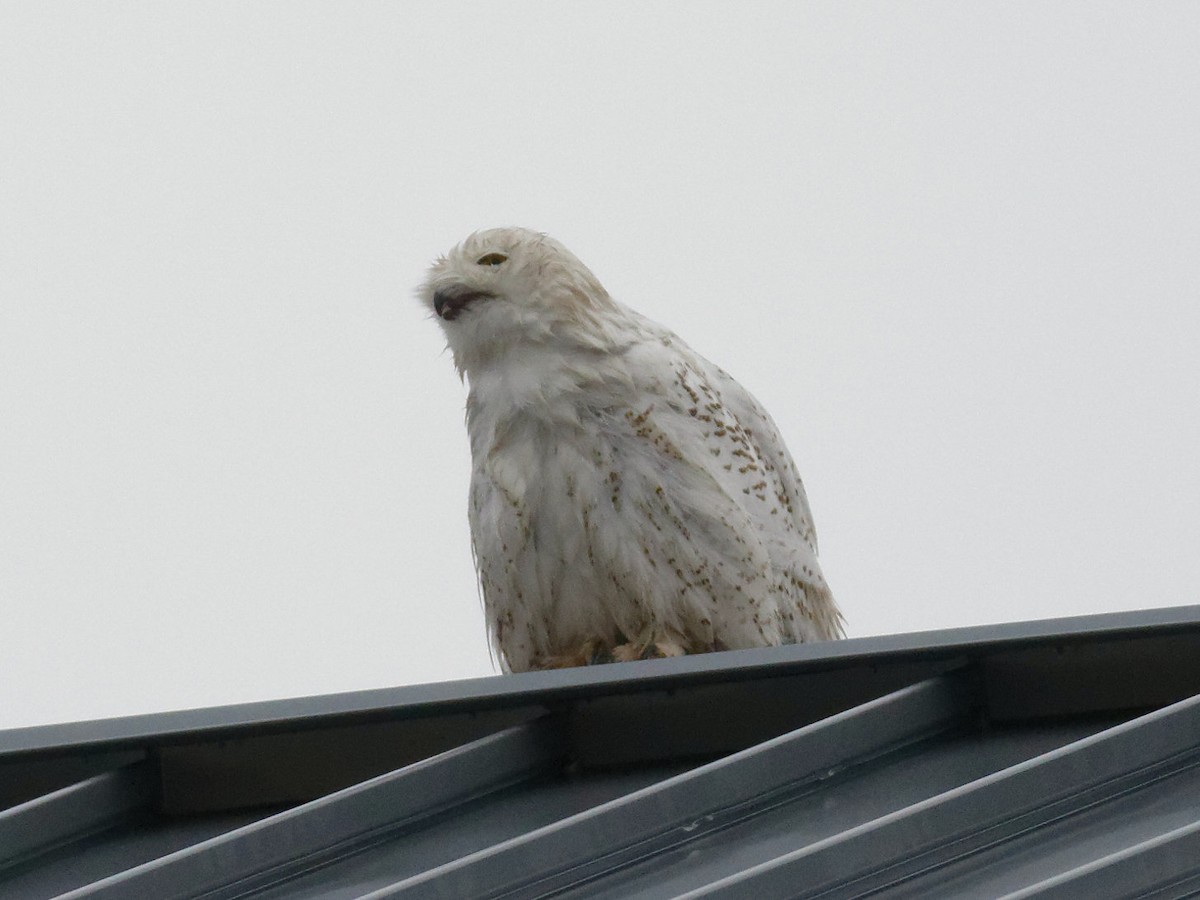 Snowy Owl - ML590683241