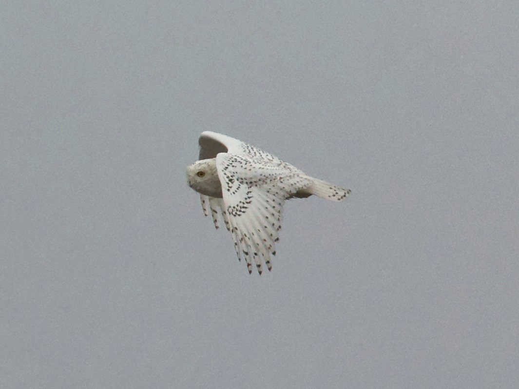 Snowy Owl - ML590683251