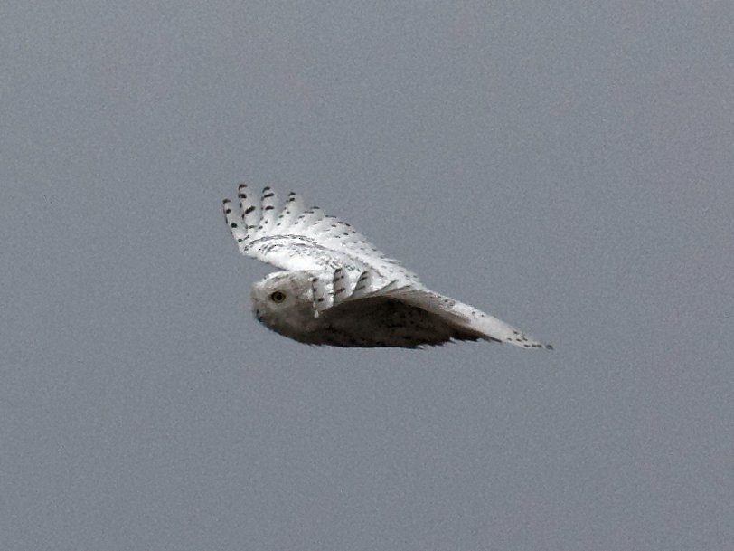 Snowy Owl - ML590683261