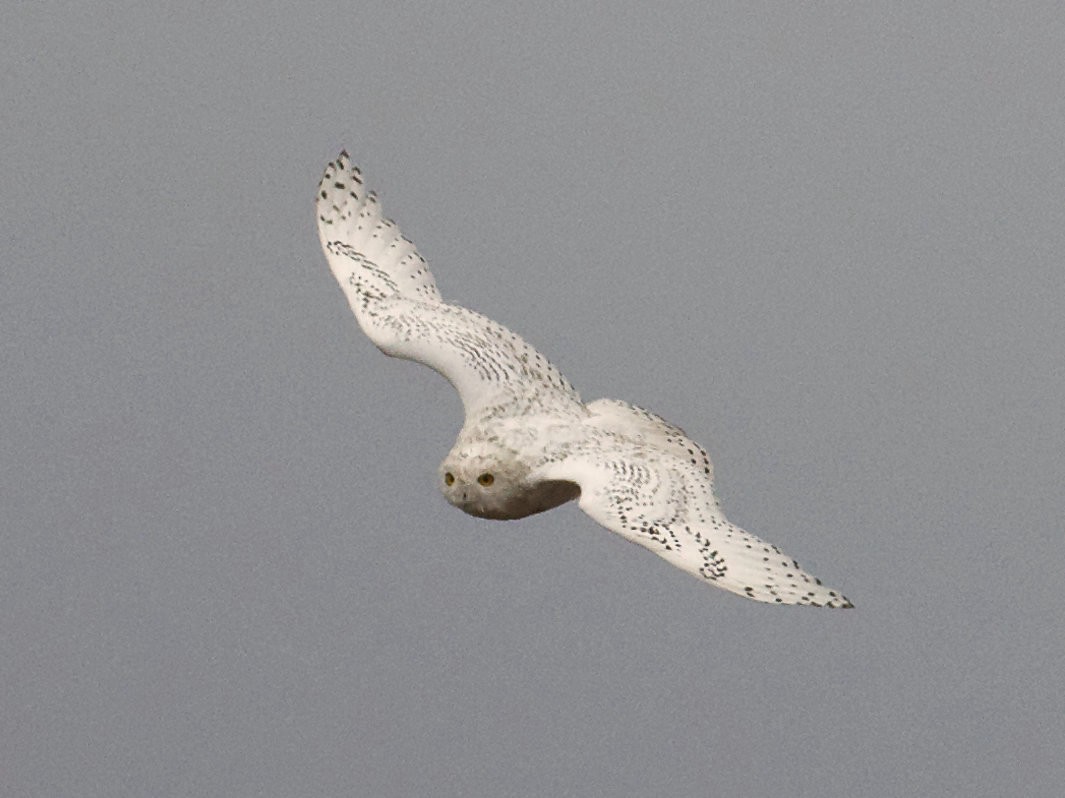 Snowy Owl - ML590683271