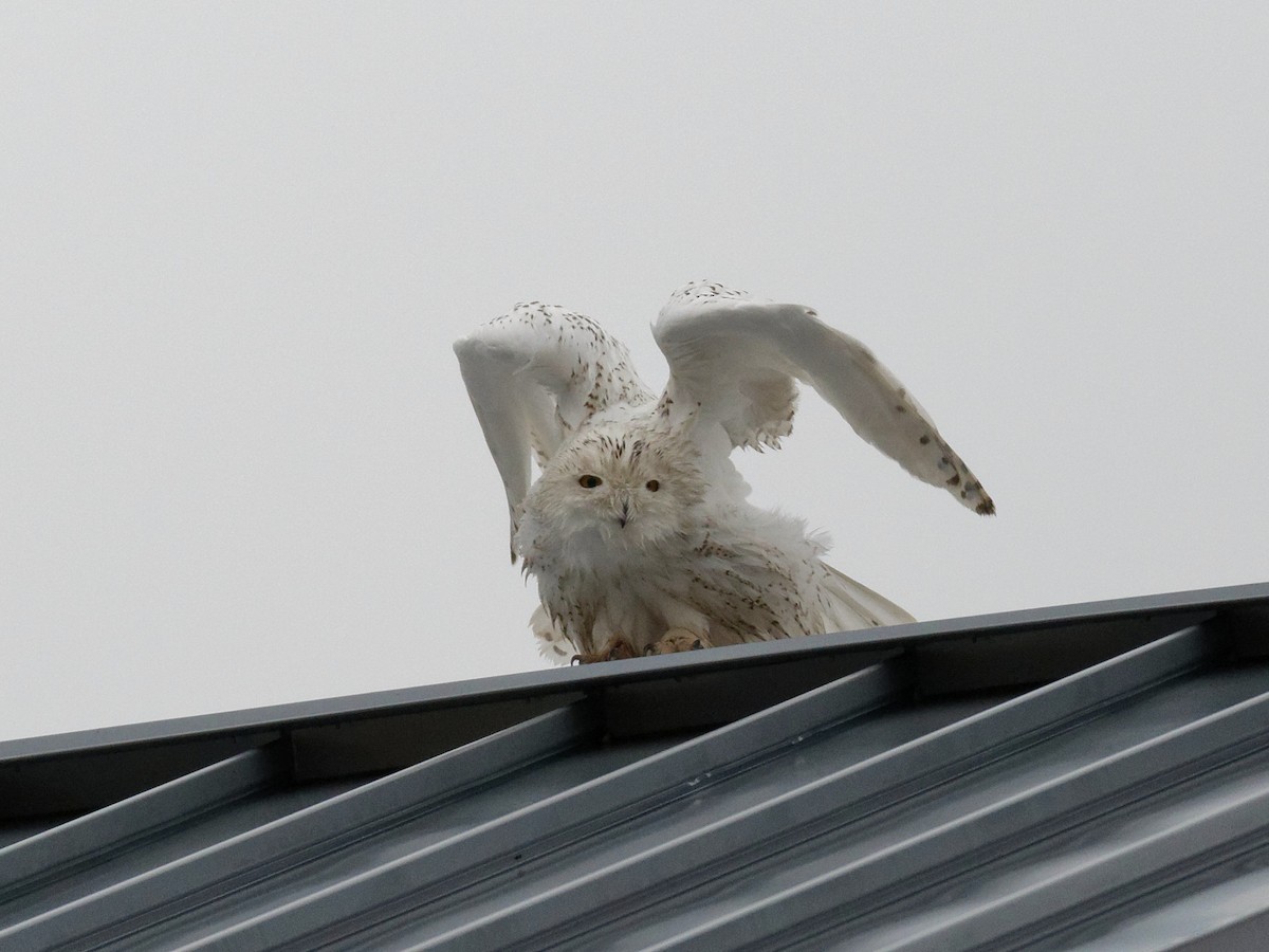 Snowy Owl - ML590683281