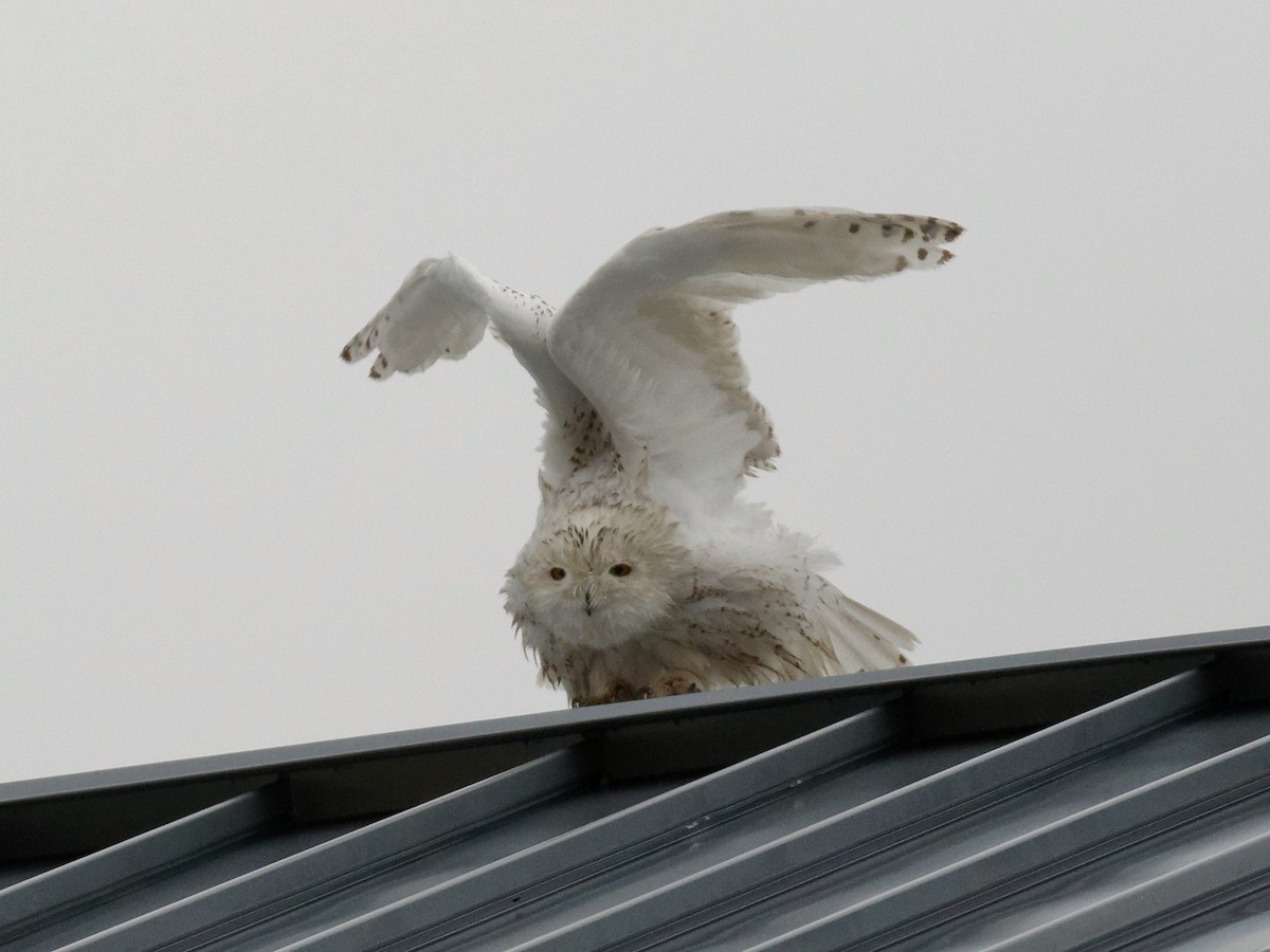 Snowy Owl - ML590683291