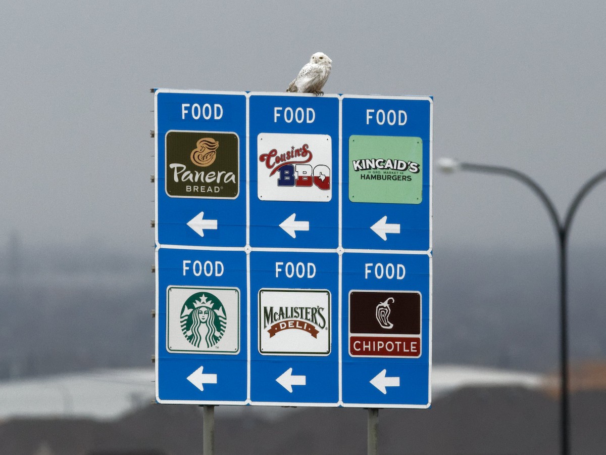Snowy Owl - ML590683311